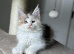 Rocsolana polydactyl - Maine Coon Kitten For Sale - 