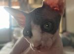 Nadia - Sphynx Kitten For Sale - NY, US