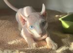 Snowball - Sphynx Kitten For Sale - 