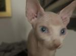 Elvis - Sphynx Kitten For Sale - NY, US