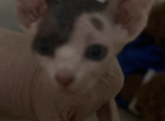 Lizza - Sphynx Kitten For Sale - NY, US