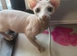 Anthony - Sphynx Kitten For Sale - NY, US