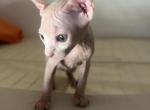 Elsa - Sphynx Kitten For Sale - NY, US