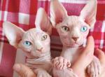 Sima and Selina ODD EYE - Sphynx Kitten For Sale - 