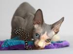 Anubis ODD EYE - Sphynx Kitten For Sale - New York, NY, US