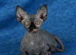 Nefertiti - Bambino Kitten For Sale - 