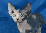 Nina - Bambino Kitten For Sale - 