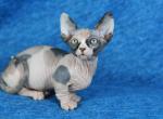 Nori - Bambino Kitten For Sale - New York, NY, US