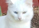 Lexie - Domestic Cat For Sale - Lyons, IN, US