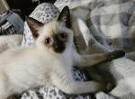 Sissy SIAMESE AVAILABLE NOW - Siamese Kitten For Sale - Centerville, IN, US