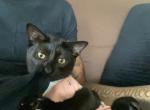 Mila - Domestic Kitten For Adoption - Decatur, GA, US