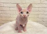 Venus odd eye - Sphynx Kitten For Sale - New York, NY, US