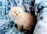 Olivia - Siberian Kitten For Sale - 