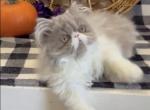 RESERVED Delcie  the lilac and white Persian - Persian Kitten For Sale - 