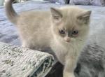 Ragdoll Male Lavender Collar - Ragdoll Kitten For Sale - 