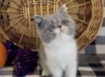 Evie the dilute calico Exotic Shorthair - Exotic Kitten For Sale - 