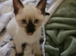 Sassy Siamese Female ready now - Siamese Kitten For Sale - Centerville, IN, US