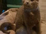 Greyson - Domestic Cat For Sale - 