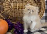 Fred the Cream and White Persian male - Persian Kitten For Sale - Delta, PA, US