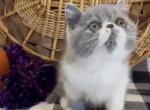 Einstein the blue and white male Exotic Shorthair - Exotic Kitten For Sale - 