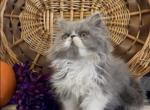 RESERVED  Felicity the blue white female Persian - Persian Kitten For Sale - Delta, PA, US