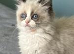 Ragdoll Male  Orange Collar - Ragdoll Kitten For Sale - 