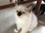 Kittens - Ragdoll Kitten For Sale - Hinsdale, IL, US