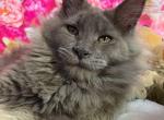 Nadia Blue Smoke - Maine Coon Kitten For Sale - 