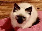 Male Balinese - Balinese Kitten For Sale - Worcester, MA, US