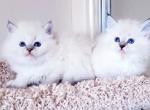 Sophia - Siberian Kitten For Sale - Eau Claire, WI, US