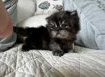 SMOKEY Fluffy Rare color - Scottish Straight Kitten For Sale - 