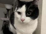 Yuri - Domestic Cat For Adoption - Phoenix, AZ, US