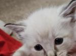 Brittany - Ragdoll Kitten For Sale - Overland Park, KS, US