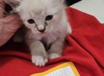 Brittany Mahomes - Snowshoe Kitten For Sale - Overland Park, KS, US