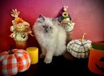 Sammie - Himalayan Kitten For Sale - Picayune, MS, US