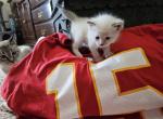 Patrick Mahomes - Snowshoe Kitten For Sale - Overland Park, KS, US