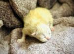 Kristoff - Persian Kitten For Sale - 