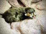 Hans - Persian Kitten For Sale - 