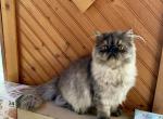 Topnotchofme Maybelline - Persian Kitten For Sale - Bangor, ME, US