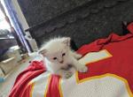 Patrick - Ragdoll Kitten For Sale - 