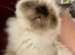 Topnotchofme Mobee - Persian Kitten For Sale - 