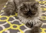 Topnotchofme Molly - Persian Kitten For Sale - 