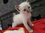 Clyde - Ragdoll Kitten For Sale - Overland Park, KS, US