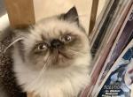 Topnotchofme Miley - Persian Kitten For Sale - 