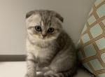 Snow Baby Girl - Scottish Fold Kitten For Sale - Levittown, PA, US