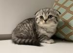 Baby Potato - Scottish Fold Kitten For Sale - Levittown, PA, US