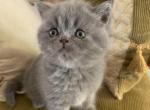 Sheba baby - Scottish Straight Kitten For Sale - Levittown, PA, US