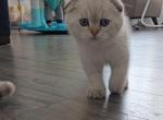 White Scottish - Scottish Fold Kitten For Sale - Egg Harbor Township, NJ, US