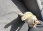 Sale British Longhair NY25 - British Shorthair Kitten For Sale - West Hollywood, CA, US