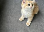 British Shorthair NY12 - British Shorthair Kitten For Sale - West Hollywood, CA, US